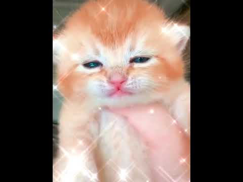 قطه تموت من الجوع