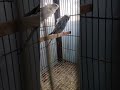 Masha Allah Fellow hogo crunchy flower female split fellow hogo size I FOR SALE I PARROT TO BIRDS