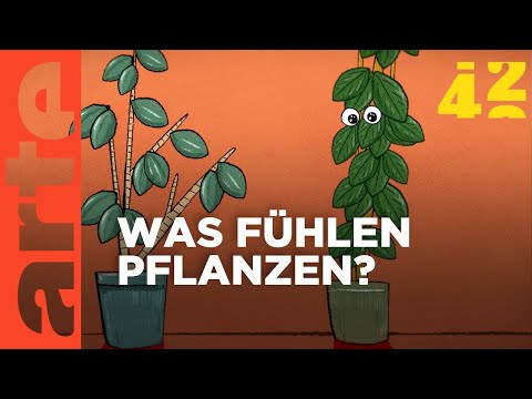 Wie lebt es sich als Pflanze? | 42 - Die Antwort auf fast alles | ARTE