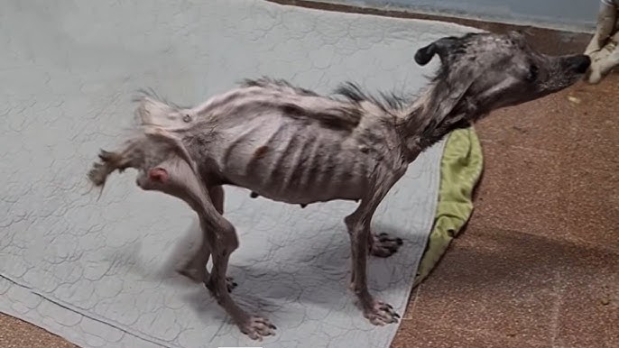 10+ Years Living In A Dark Cage, Had To Eat Her Own Excrement, She Sobbed Like A Baby Got Saved... - YouTube