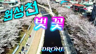 원성천벚꽃 3월26일 DRONE VIDEO