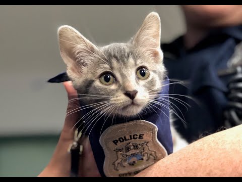 Pawfficer Donut sworn-in as new Troy Police cat
