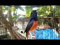 Cocok Untuk Pemikat Murai Batu Yang Lesu Dan Kurang Gacor Mp3 - Mp4 Download