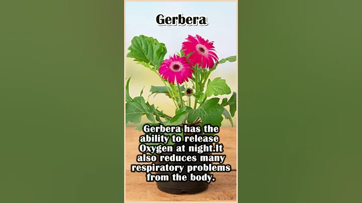 Which Plants Releases Oxygen At Night? | Plants That Release Oxygen At Night