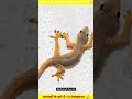 Crazy Facts About Animals 🐸🦘 #facts #amazingfacts #fypシ #allfact #bigfacts #amazingfacts