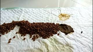 What Will Happen If You Put Dry Dog Food On Top Of Pee Pad Underpad?