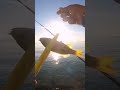 #spottedsnapper #catch by #softbait #catchandrelease #mancing #fishing