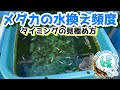 25 ++ メダカ の 成長 151588-メダカ の 稚魚 早く 成長 させる