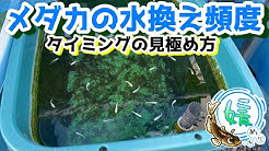 媛めだか Youtube