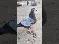 Kabutar ki viral status johin pigeon 7111 subscribe kare deo bhai