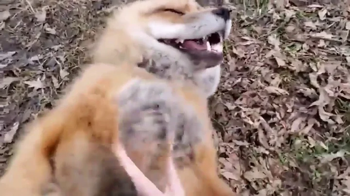 Funny animals Compilation part 3