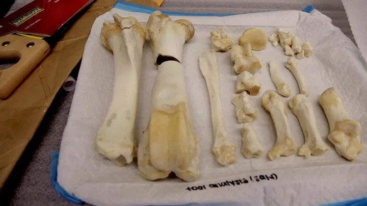 Ann Ross: Telling the Stories Behind the Bones