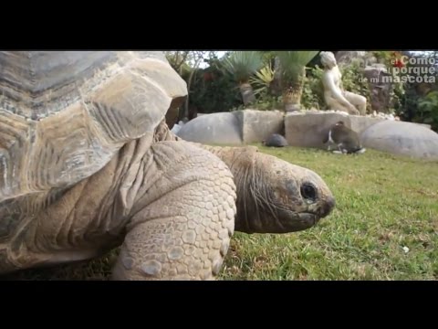 Video: Vârsta țestoasei. Dimensiuni țestoase
