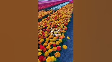 ايات بينات من الذكر الحكيم بصوت القارىء شريف مصطفى حالات واتس اب دينية قصيرة قران كريم تلاوة خاشعة