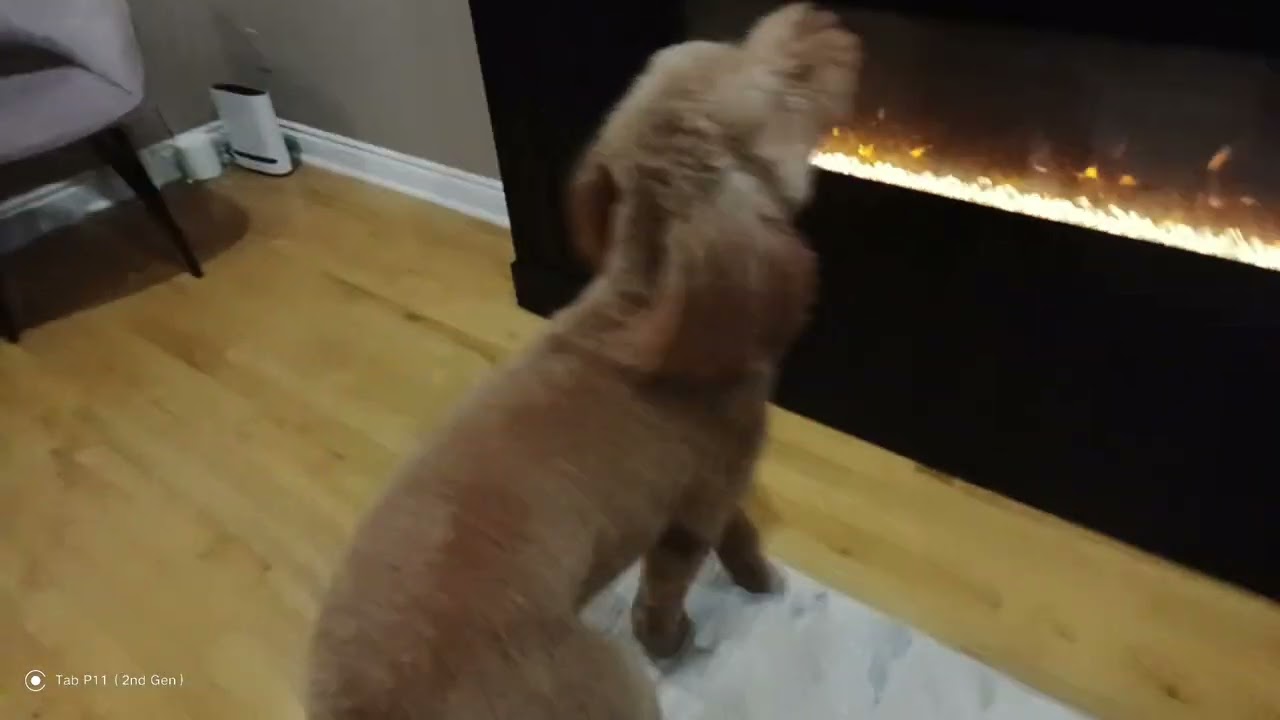 My dog is watching the TV and is adorable as always