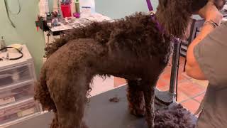 How to DEMATT a Poodle’s Top Knot