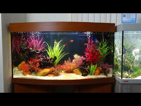 Video: Anubias Den Yndefulde - Akvarium Smuk