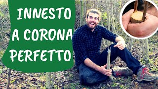 INNESTO a CORONA su Ciliegio [con REGALO a fine video]