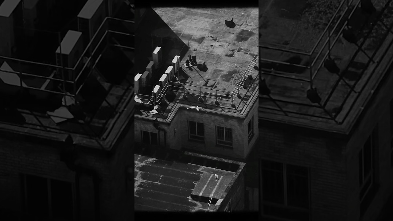 Have you seen the new music video for Wildlife yet? #musicvideo #musicvideos #newmusic #altmusic