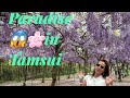 Wisteria Paradise 😱🌸* This Wisteria Spot in Tamsui,Taiwan is INSANE 淡水紫藤花園-二號水源園區 💜