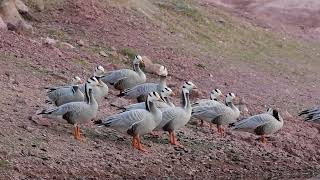 Bar Headed Goose flock at Roll