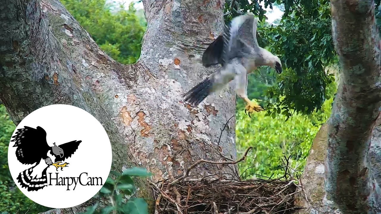 Harpy Eagle Chick (trying to flight for the first time) - HarpyCam # 28 