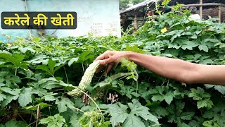 करेले की खेती करके ज्यादा से ज्यादा पैसे कमाए || karela ki kheti || Bitter gourd farming