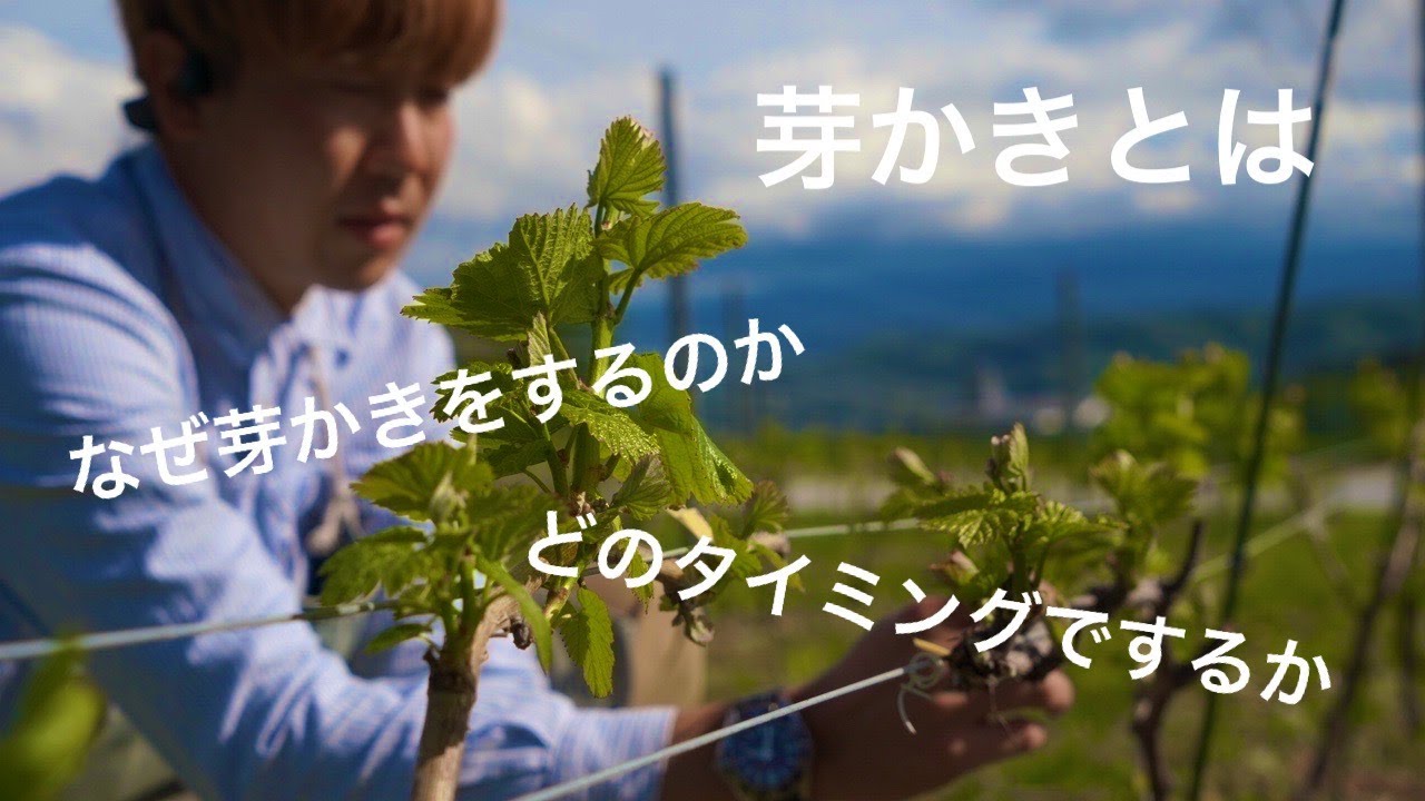 【圃場管理】ワイン用ブドウの芽かきの仕方をご紹介。今年の収穫を大きく左右する最初の栽培管理。