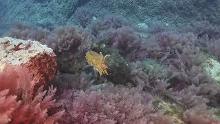 Cuttlefish Changing Color Swimming Through Magnificent Colorful Corals