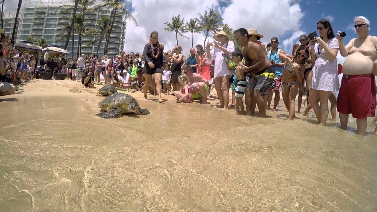 This population of green sea turtles is nearly all female, signalling a major problem