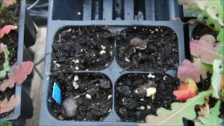 In this video i will be showing you how to start hyacinth bean vine
from seeds. giving an update on the seedlings. these are being started
h...