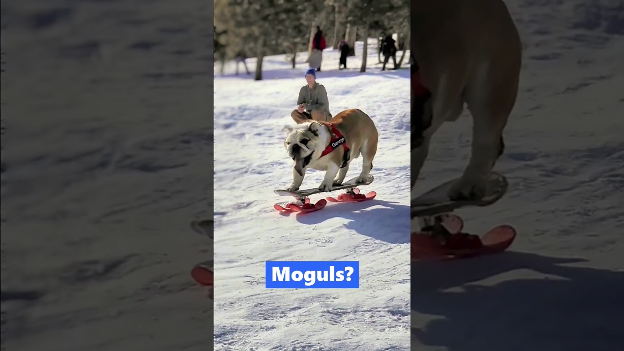 Dog destroys the ski slope 