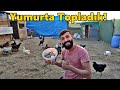 Yumurtaları Topladık!-/Konfi Artık iyi.!-/#Tekirdağ#yuymurta#civciv#ördek#gurk#tavuk#güvercin