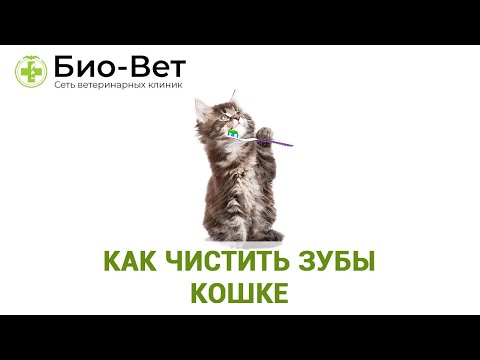 Как чистить зубы кошке &#55357;&#56890; // Нужно ли котам чистить зубы? // Сеть Ветклиник Био-Вет