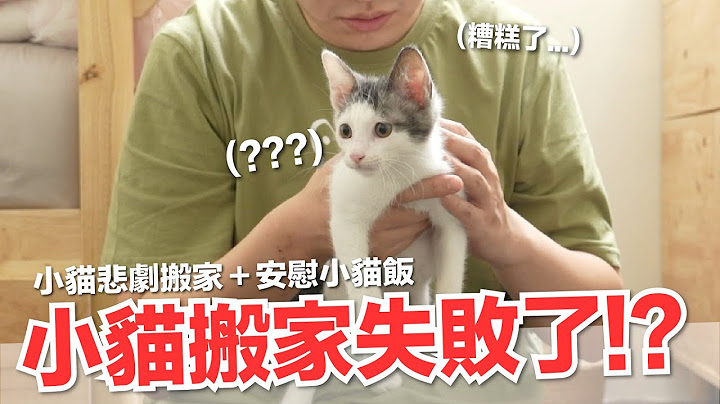 【好味小姐】小貓搬家竟然失敗了！只好做個點心安慰他...再等幾天喔乖～｜好味貓日常134