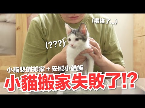 【好味小姐】小貓搬家竟然失敗了！只好做個點心安慰他...再等幾天喔乖～｜好味貓日常134