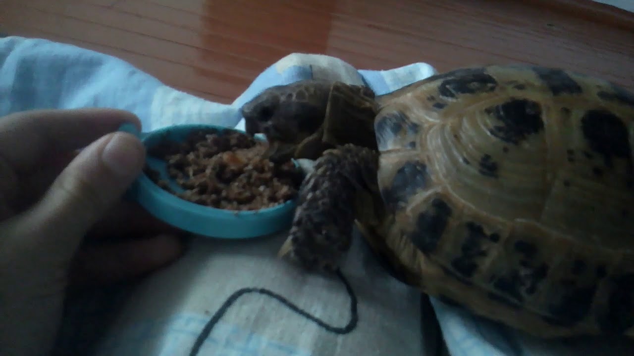 Сух черепаха. Черепаха ест корм. Красноухая черепаха ест корм. Кормить маленькую красноухую черепашку правильное питание.