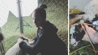 Download lagu Baby Goat gets STUCK Baby Goat gets STUCK