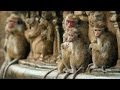 MONKEY KINGDOM (2014) Official HD Teaser Trailer