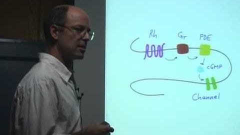 "Of Sights and Smells: Common  Neuronal Principles in Vision and Olfaction" by Dr. Markus Meister