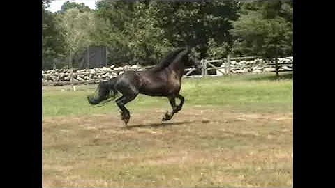 Allure - 4 yr old Friesian mare