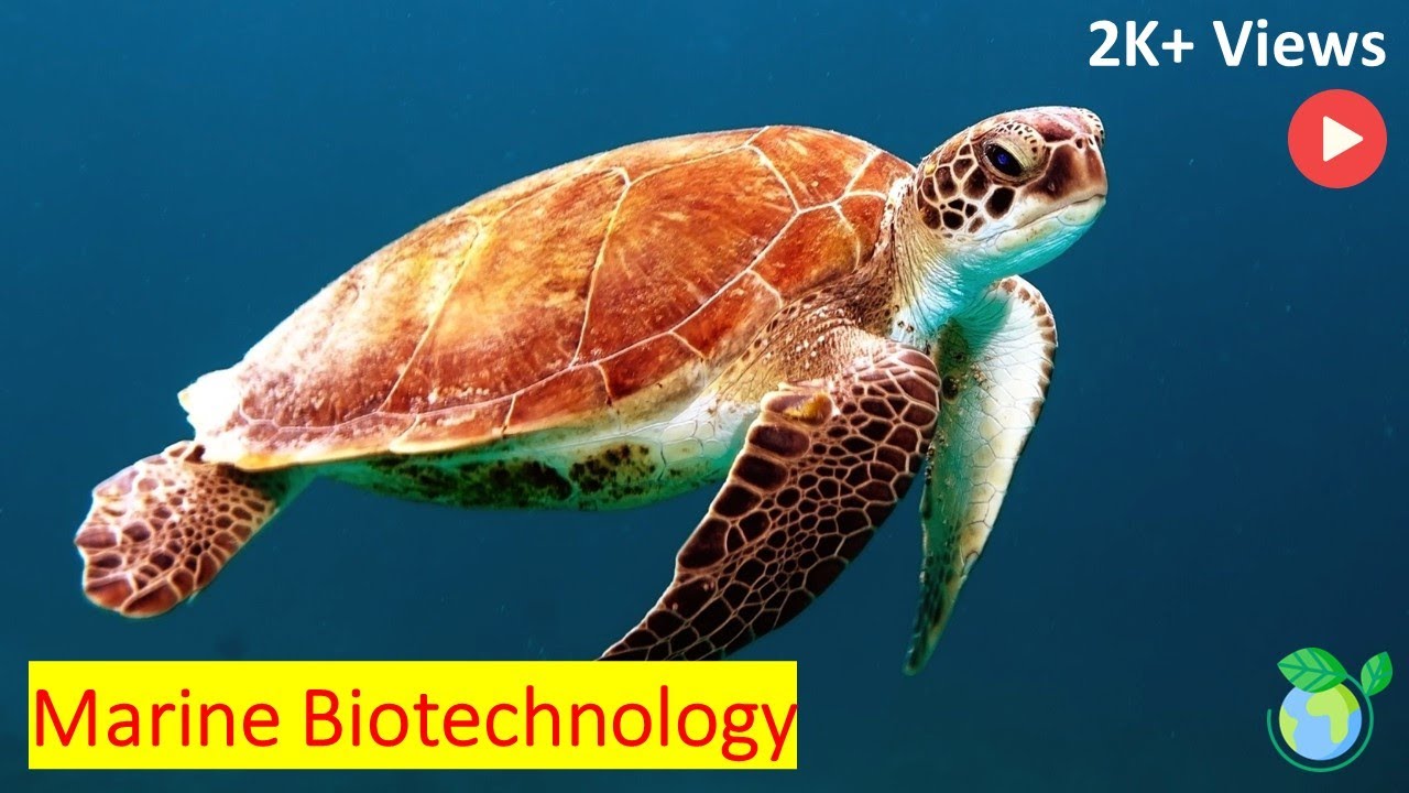 Exploring the Untapped Potential of Marine Biotechnology Explained in