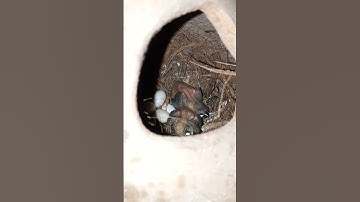 Java Sparrow to baby subscribe for more ❤