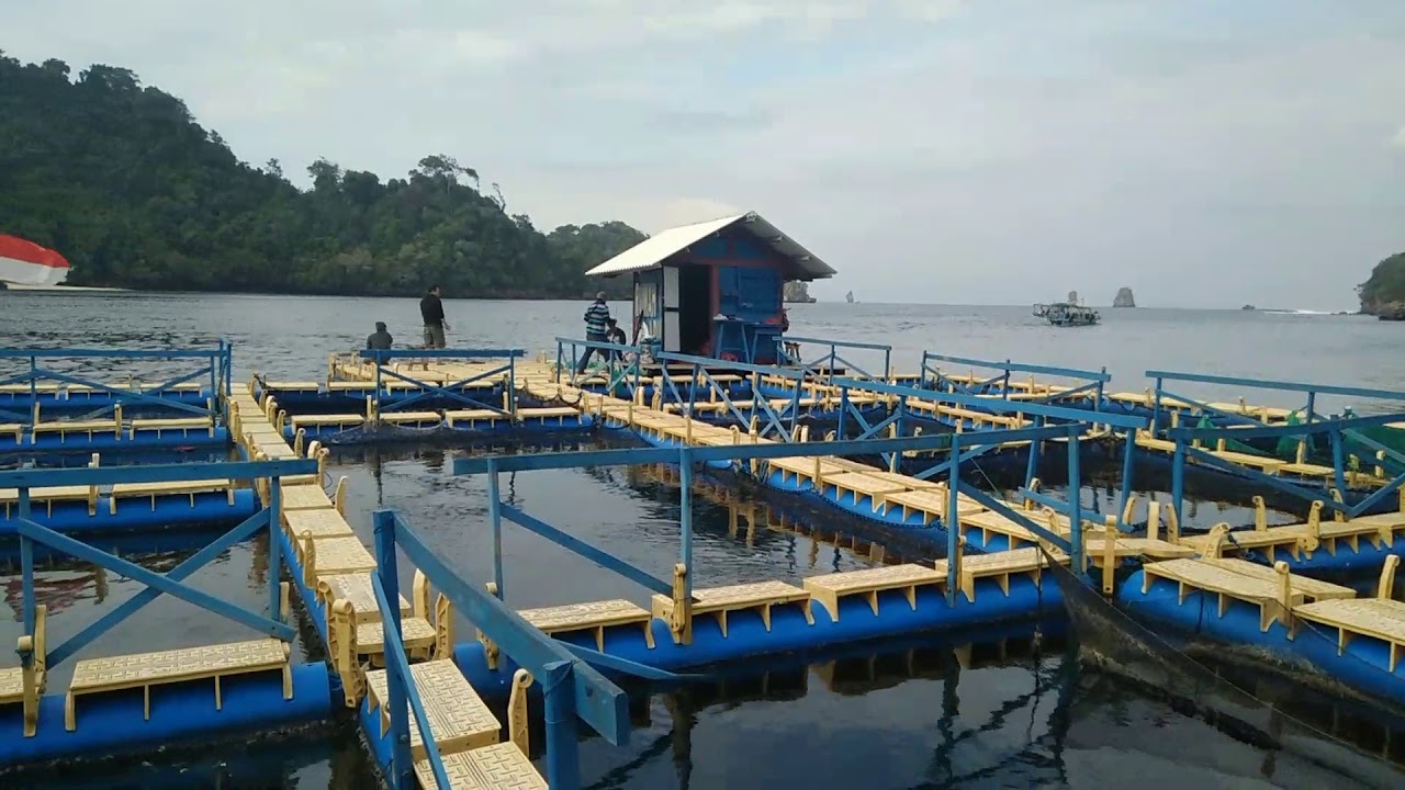 "Rumah Ikan" Kuwe Salem Belanak Baronang Cumi, Rumah Apung CMC Malang