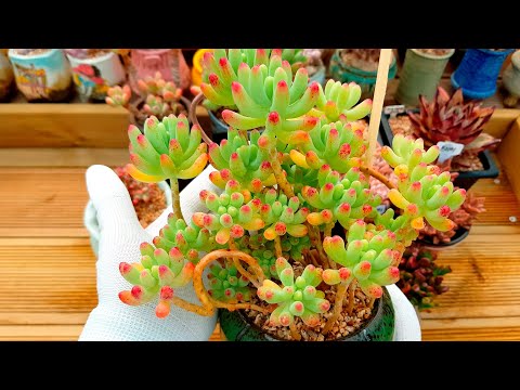 (Eng Sub) 8 Easy Succulents for Beginners (多肉植物)(たにくしょくぶつ)