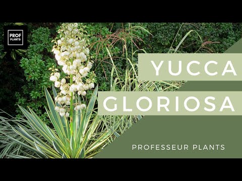 Vidéo: Qu'est-ce que la baïonnette espagnole Yucca - Information et entretien de la baïonnette espagnole