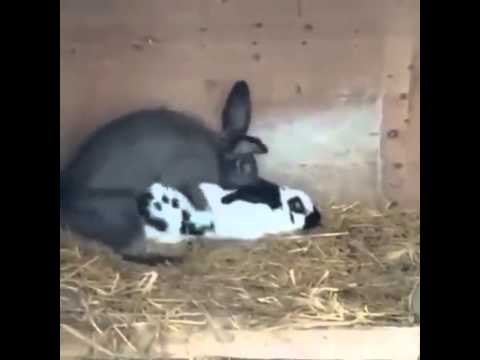 Rabbit fucking chicken