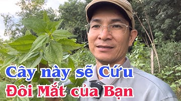 Cây này sẽ CỨU, đôi Mắt của Bạn. PHAN HẢI Channel