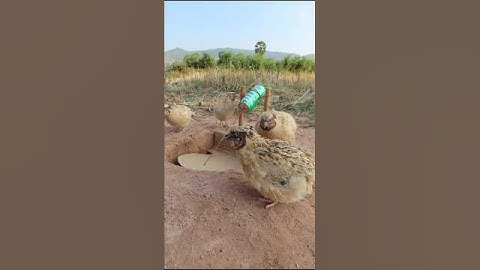 Best Create Bird Trap Technique#Quail Trap #creative bird trap#shorts