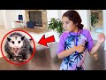 A Vicious Possum ATTACKED US...*Dangerous* | Jancy Family